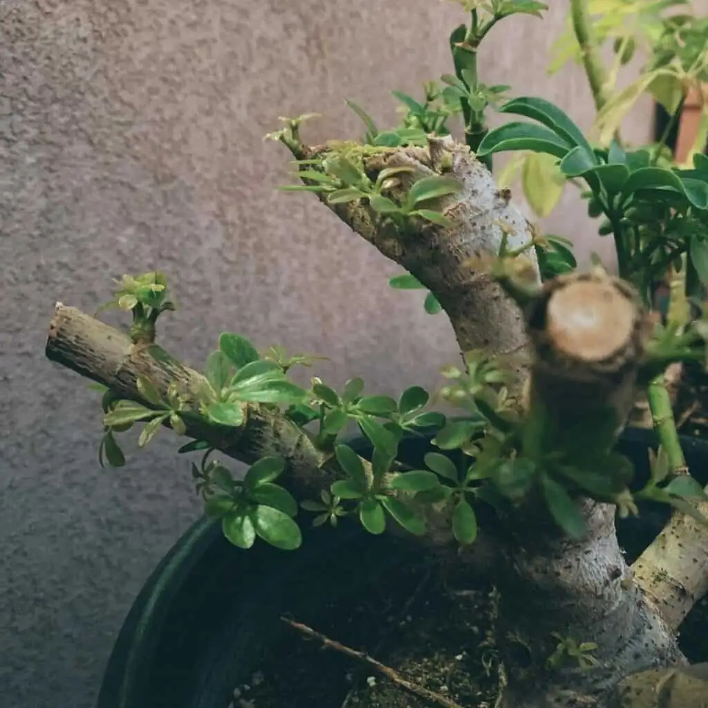 schefflera pruning with shears