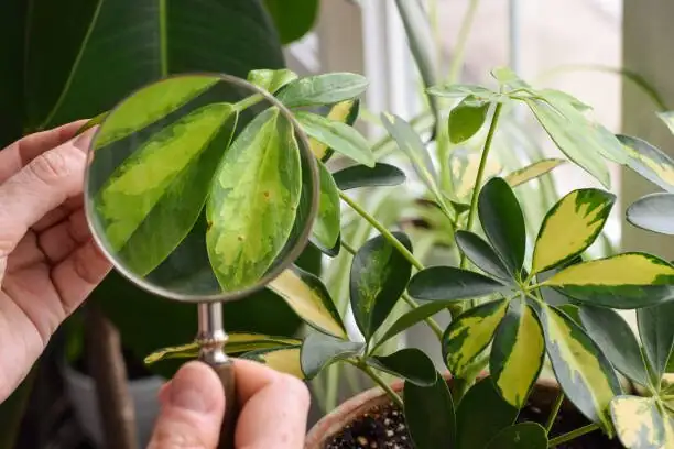 variegated schefflera leaves close-up
