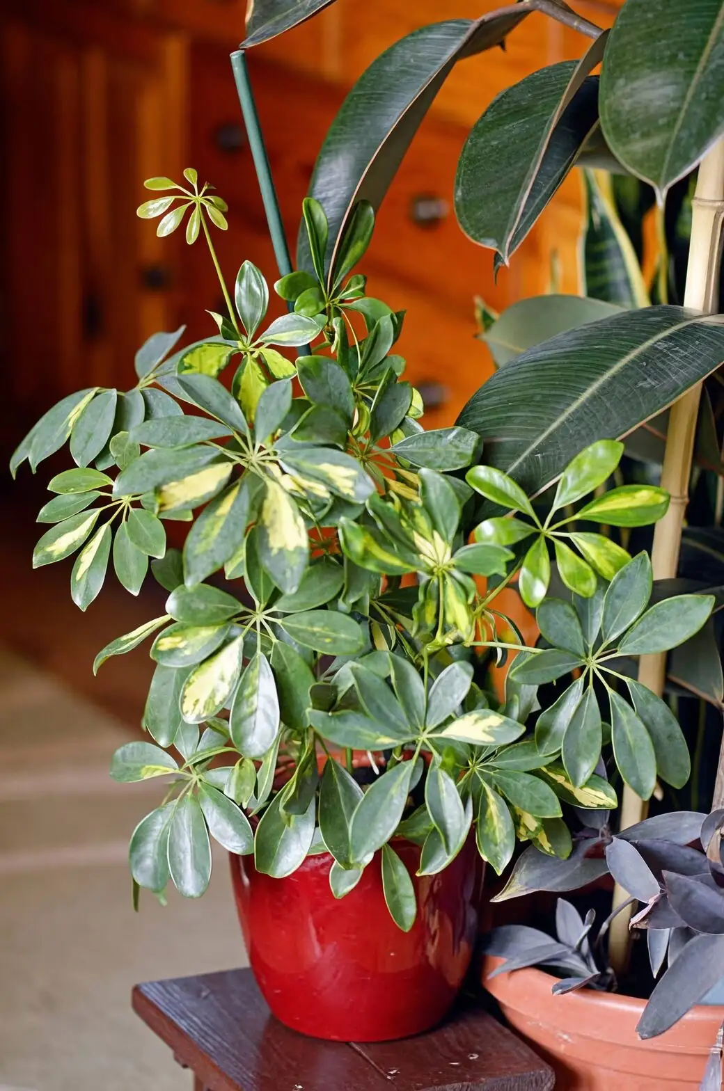 schefflera tied to moss pole