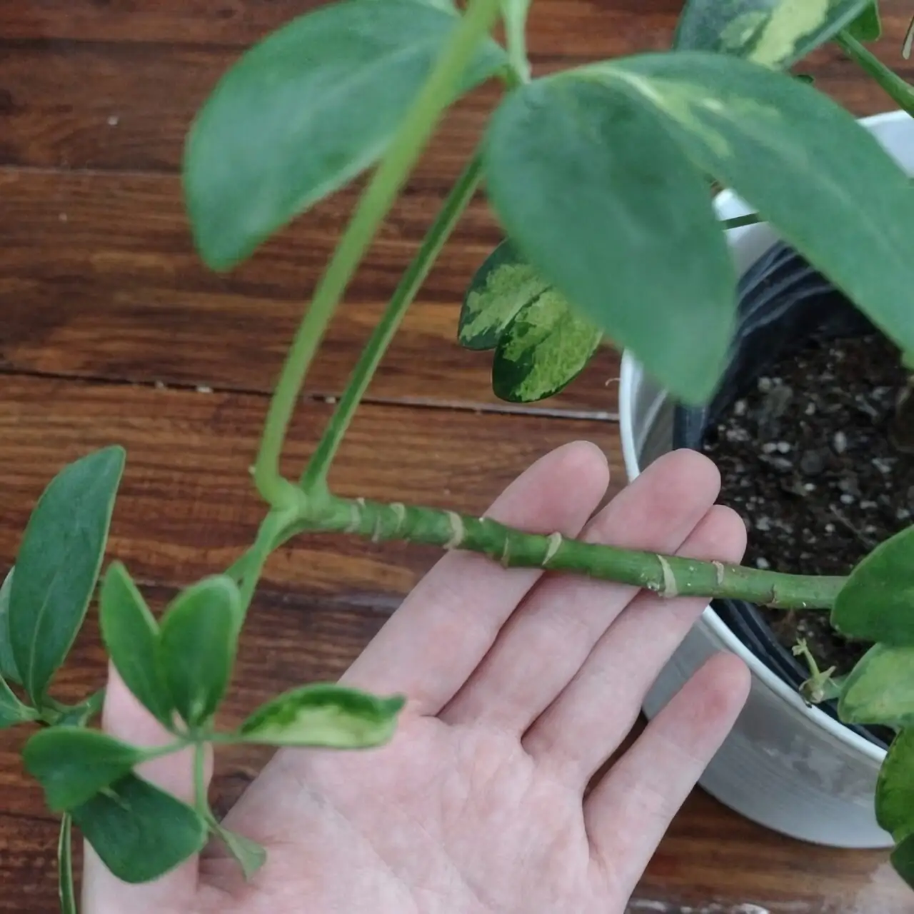schefflera stem cutting propagation