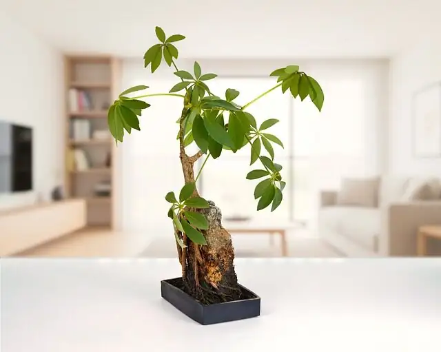schefflera office reception tall plant