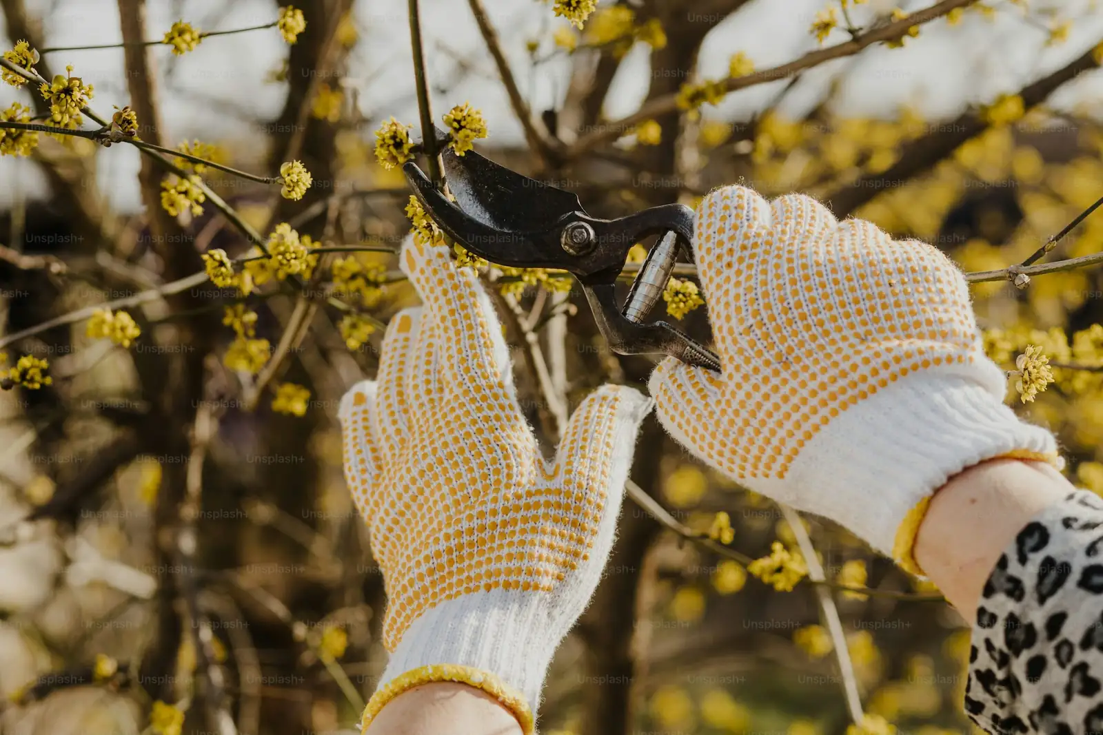 schefflera pruning hands shears