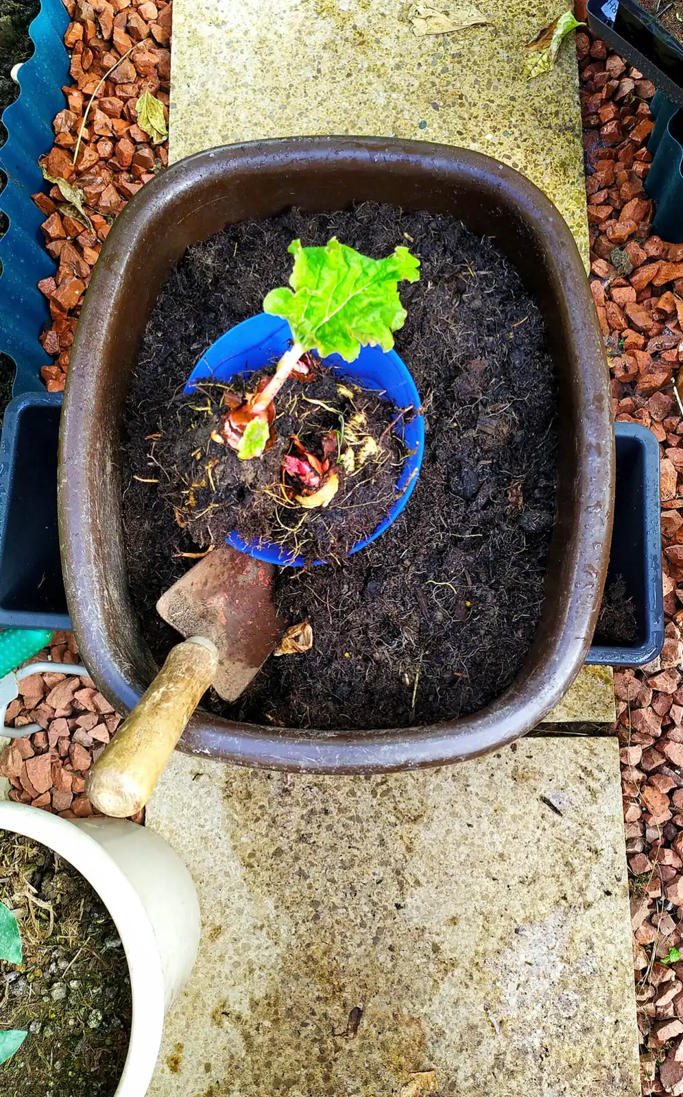 schefflera pot and soil mix