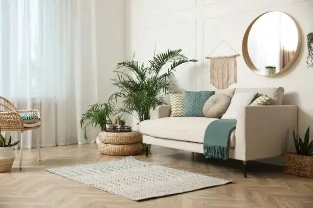 schefflera moss pole living room