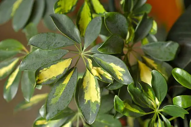 schefflera variegated leaves close-up
