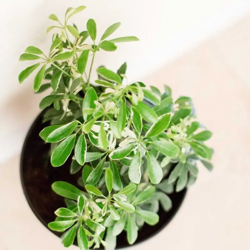 schefflera pruning with gloves