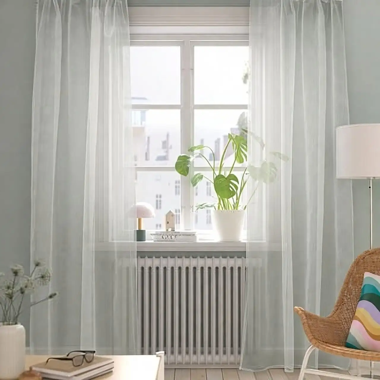 schefflera by window sheer curtain