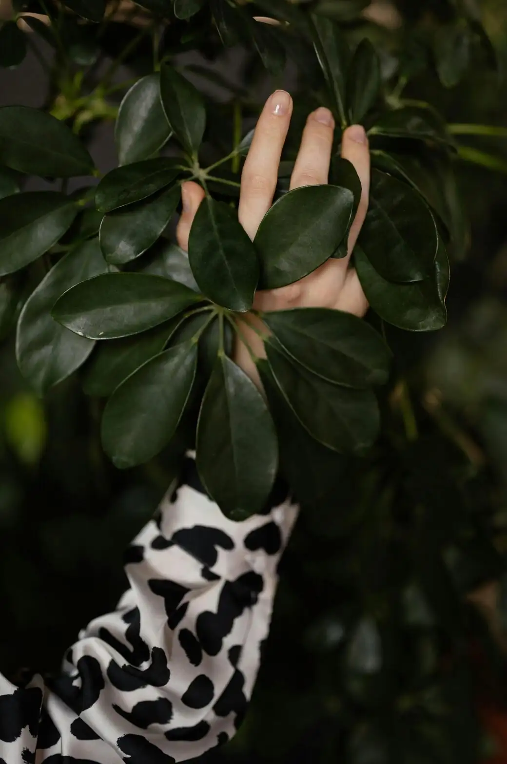 schefflera pruning hands close-up