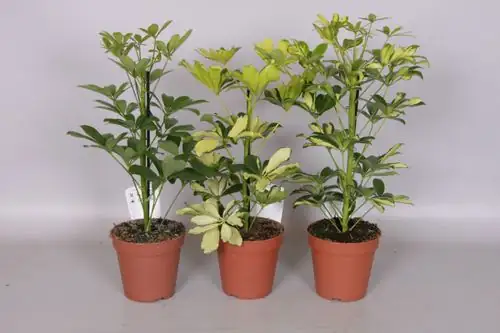 schefflera potting mix drainage