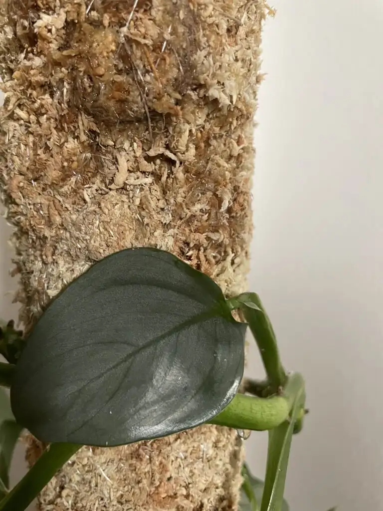 schefflera moss pole training