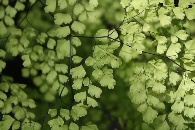 maidenhair fern humidity tray pebbles