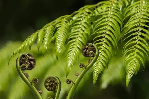 maidenhair fern new fronds unfurling