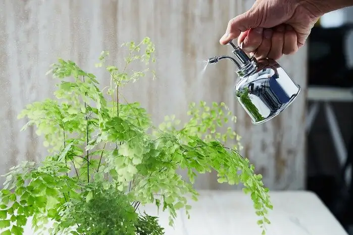 maidenhair fern misting spray bottle