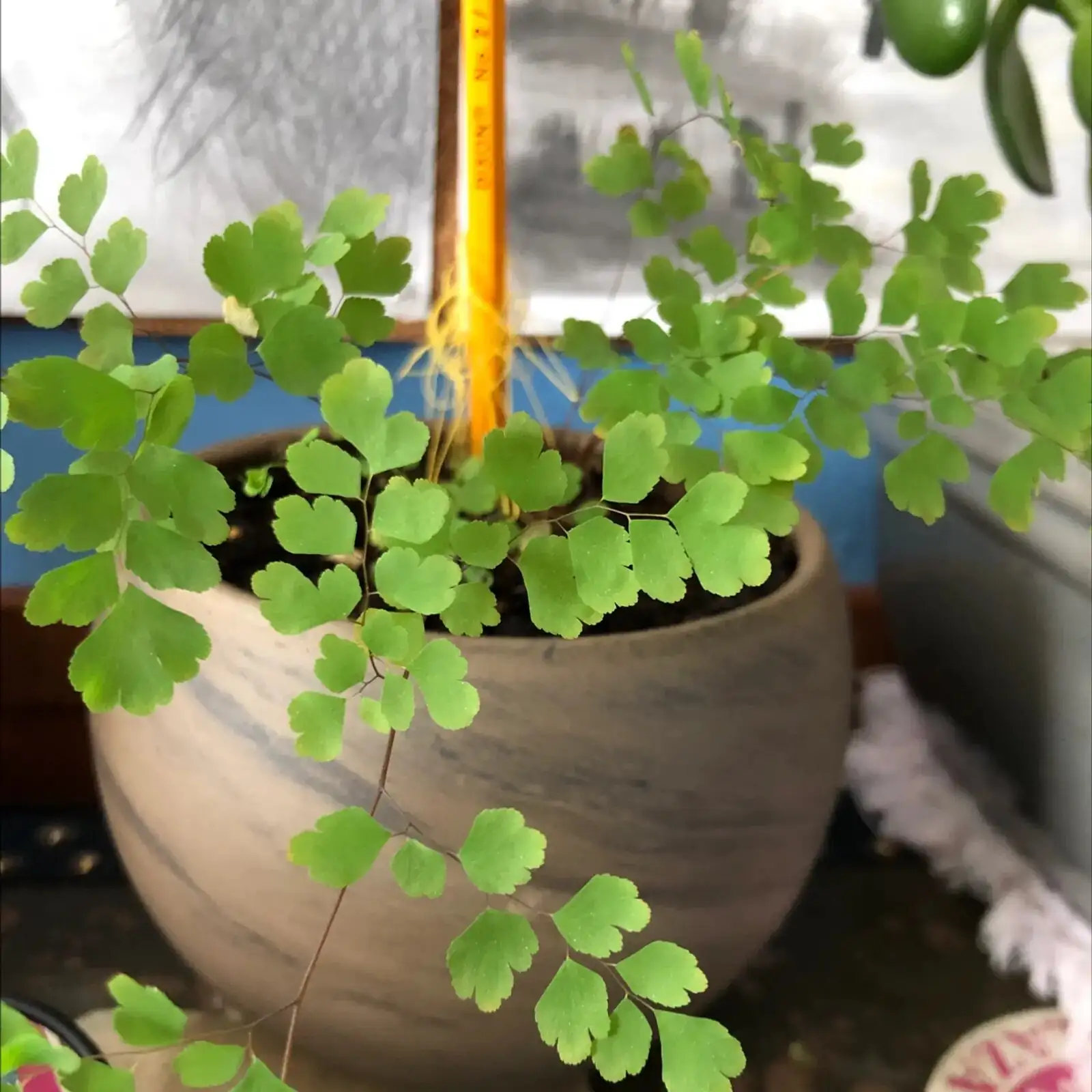 maidenhair fern repotting roots drainage