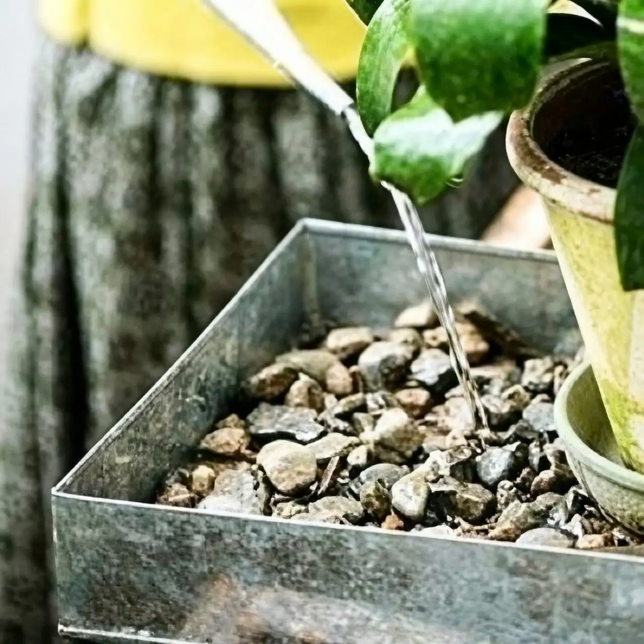maidenhair fern humidity tray pebbles