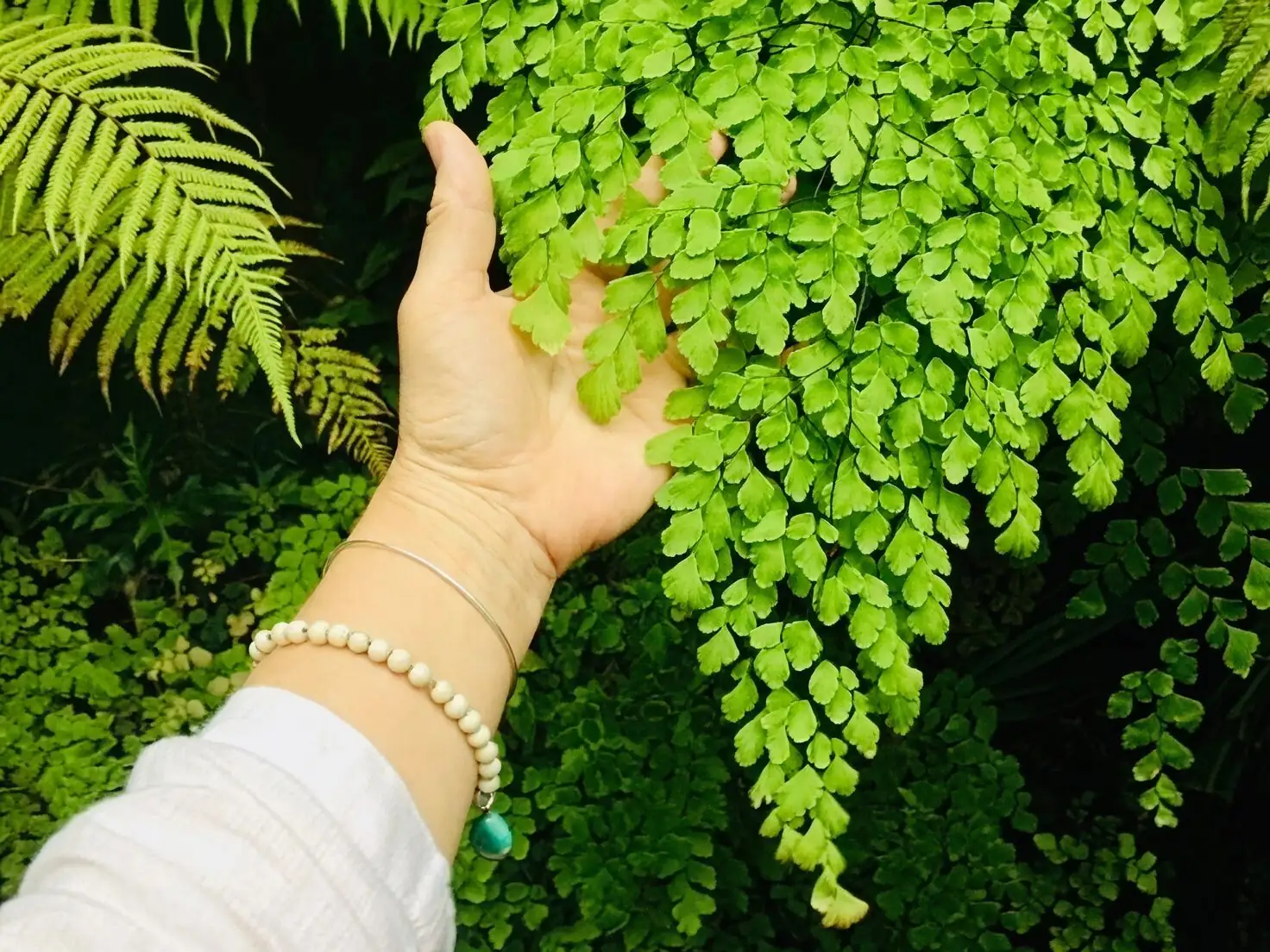 maidenhair fern pruning scissors hand