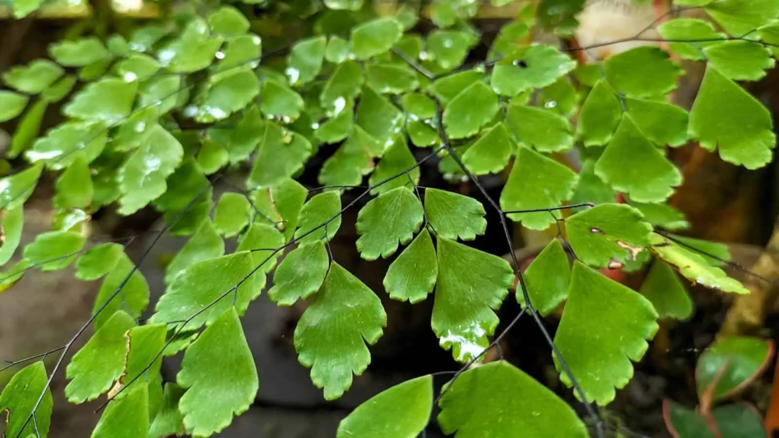 maidenhair fern leaf spot fungus