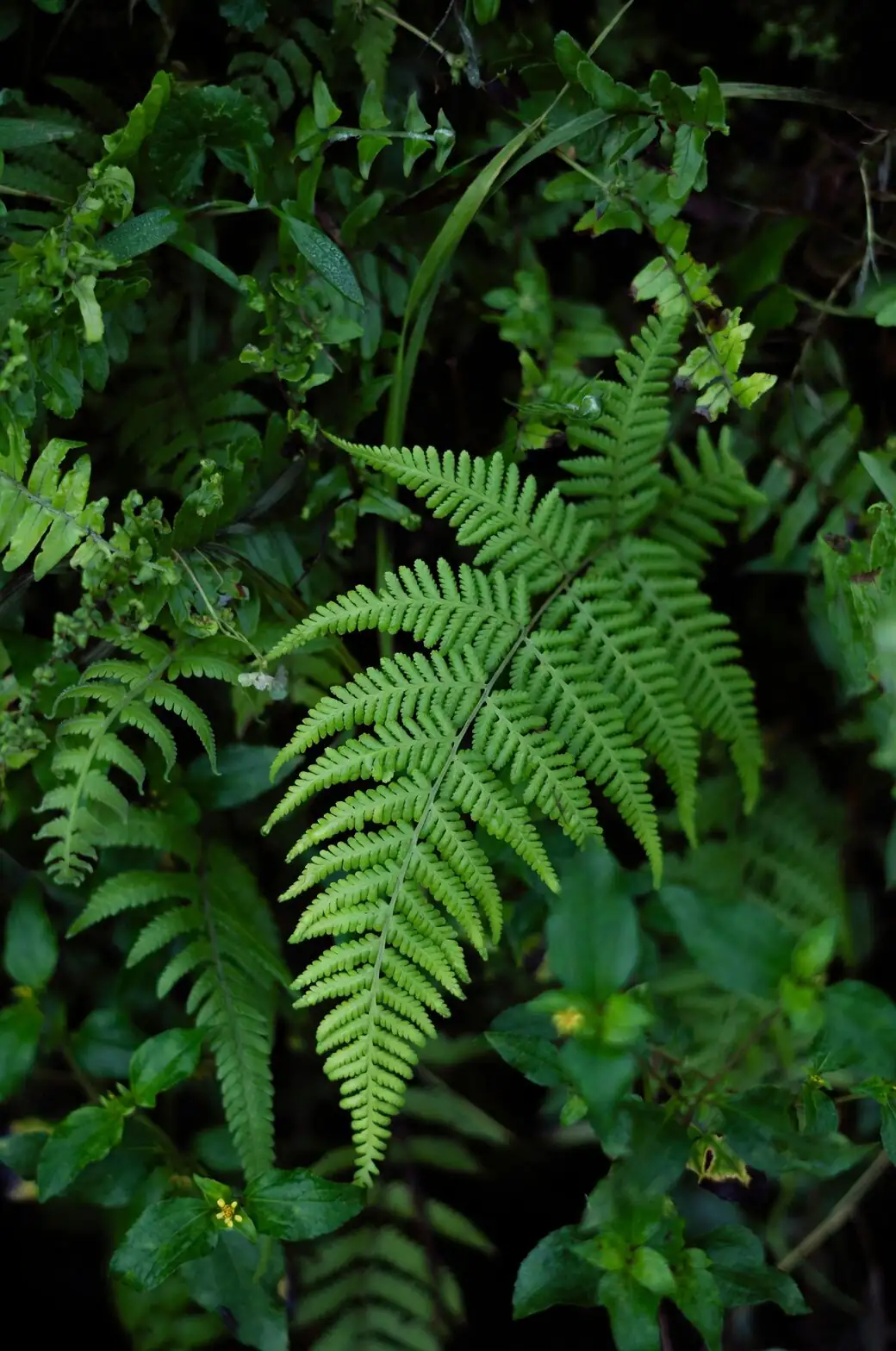 maidenhair fern scale insects alcohol swab