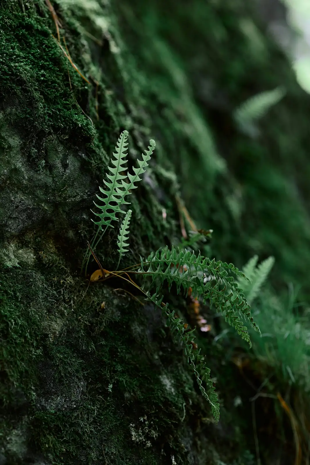 maidenhair fern on mossy rock stream