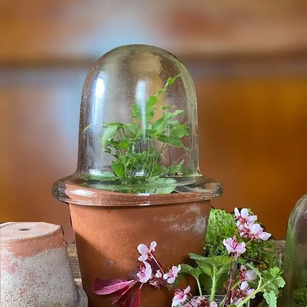 maidenhair fern Victorian parlor glass cloche