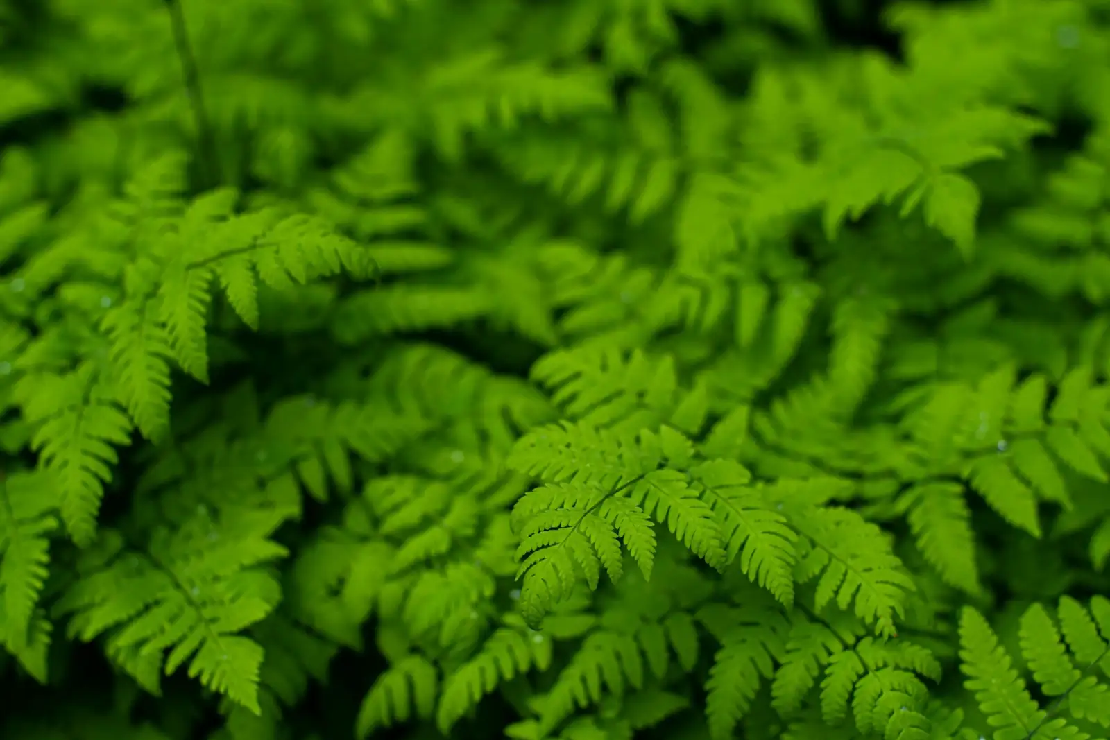 maidenhair fern in bathroom humidity