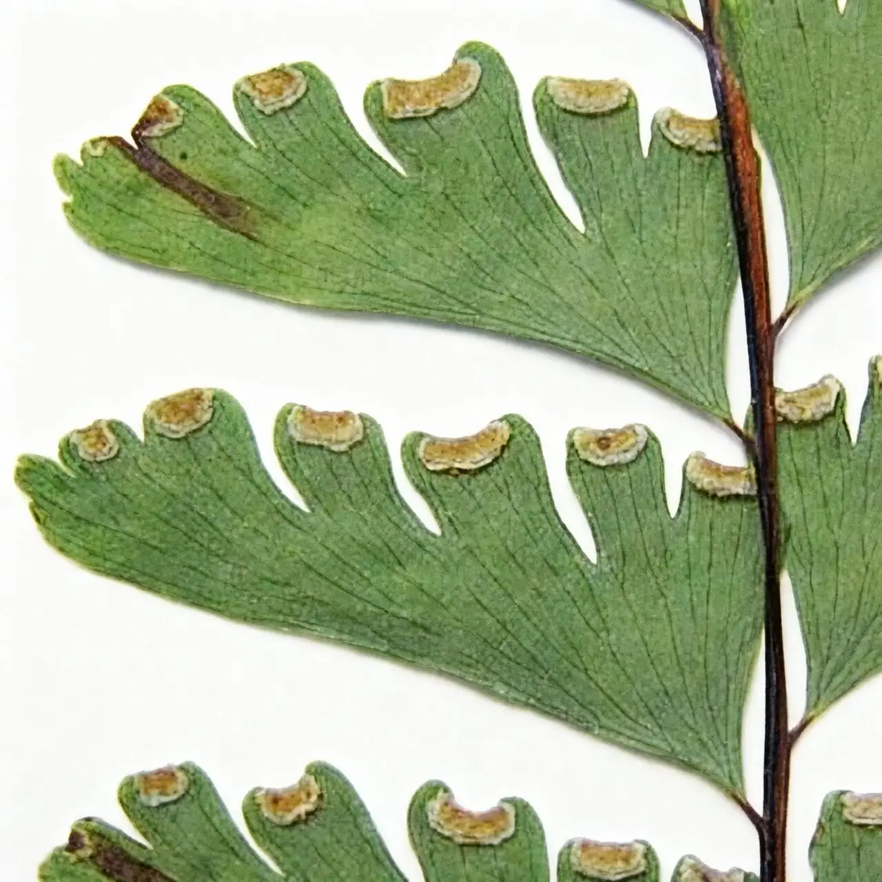 maidenhair fern leaf underside sori