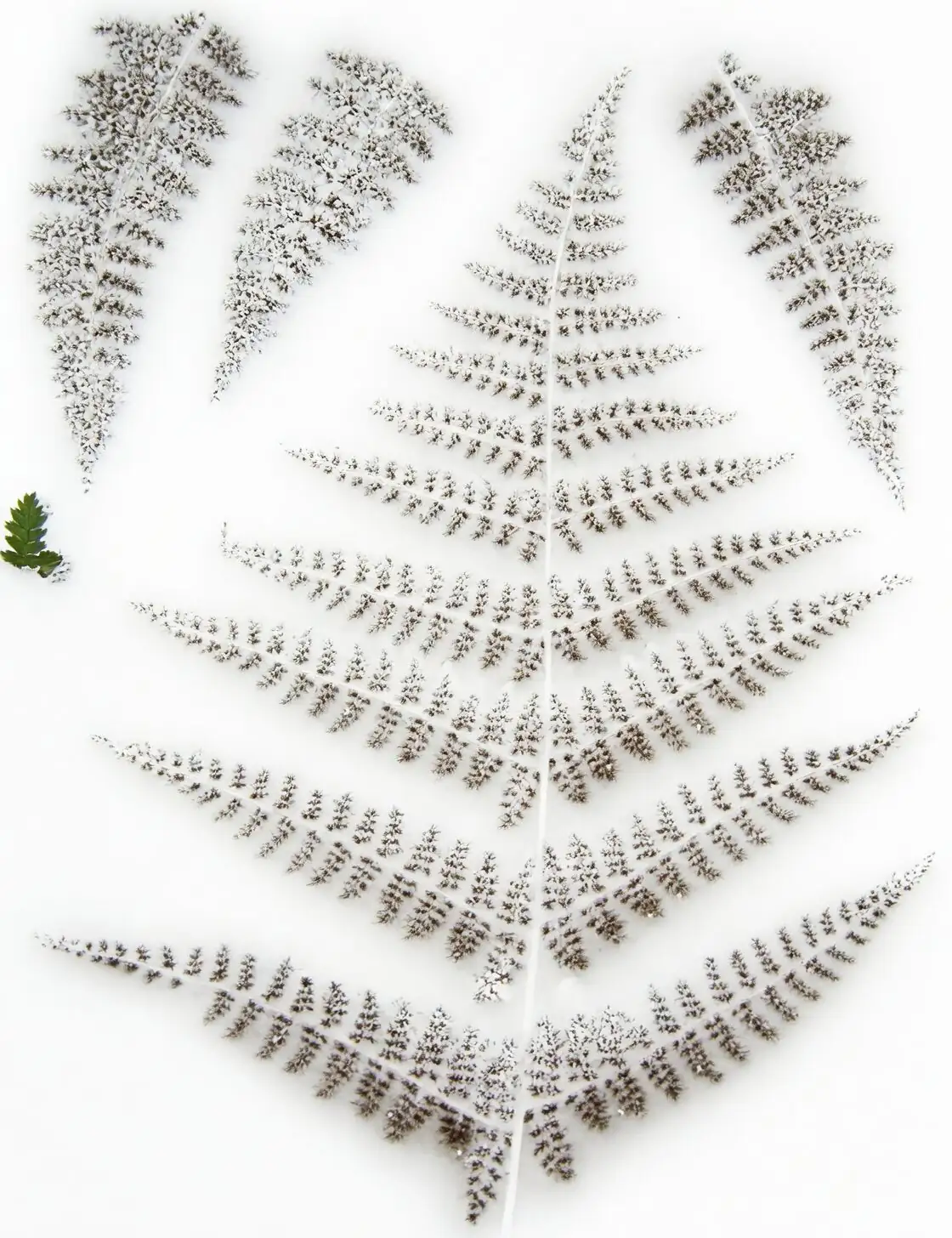 maidenhair fern spore print paper