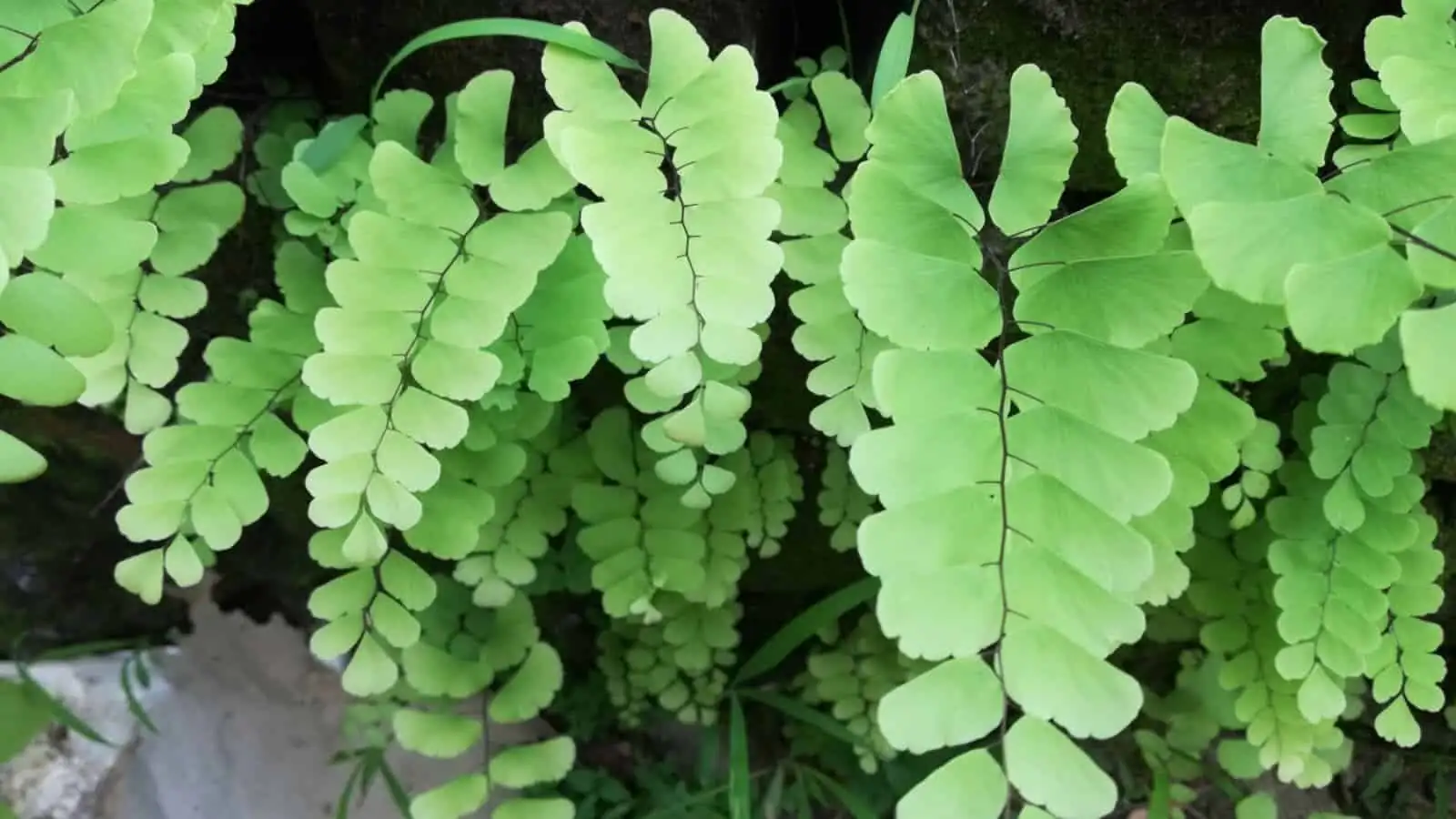 maidenhair fern and Pteris vittata leaves