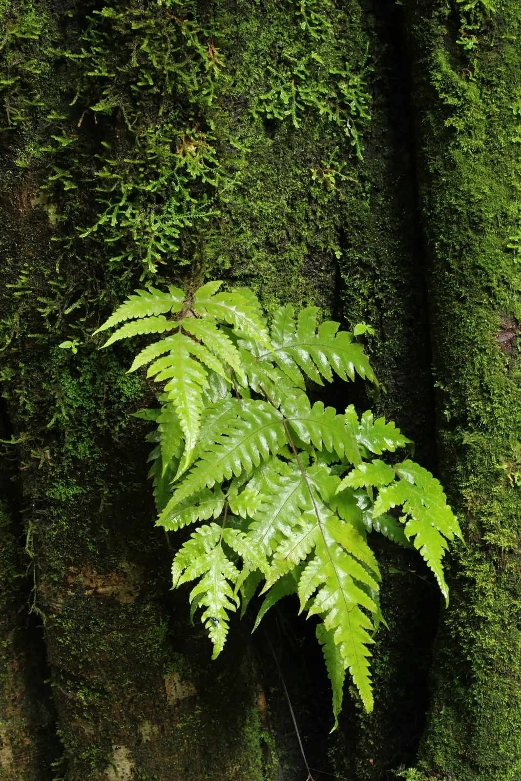 maidenhair fern roots drainage hole
