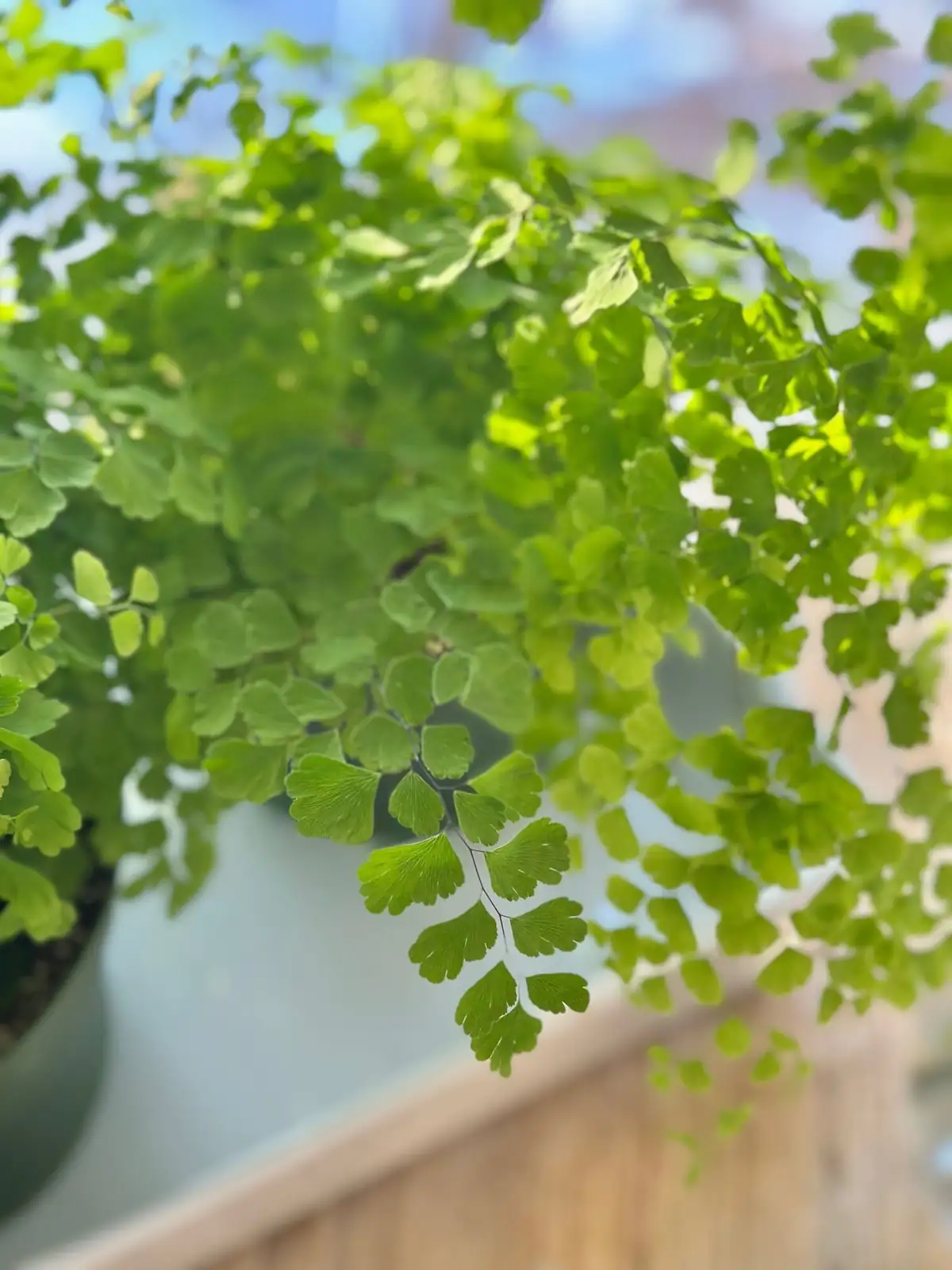 maidenhair fern division hands