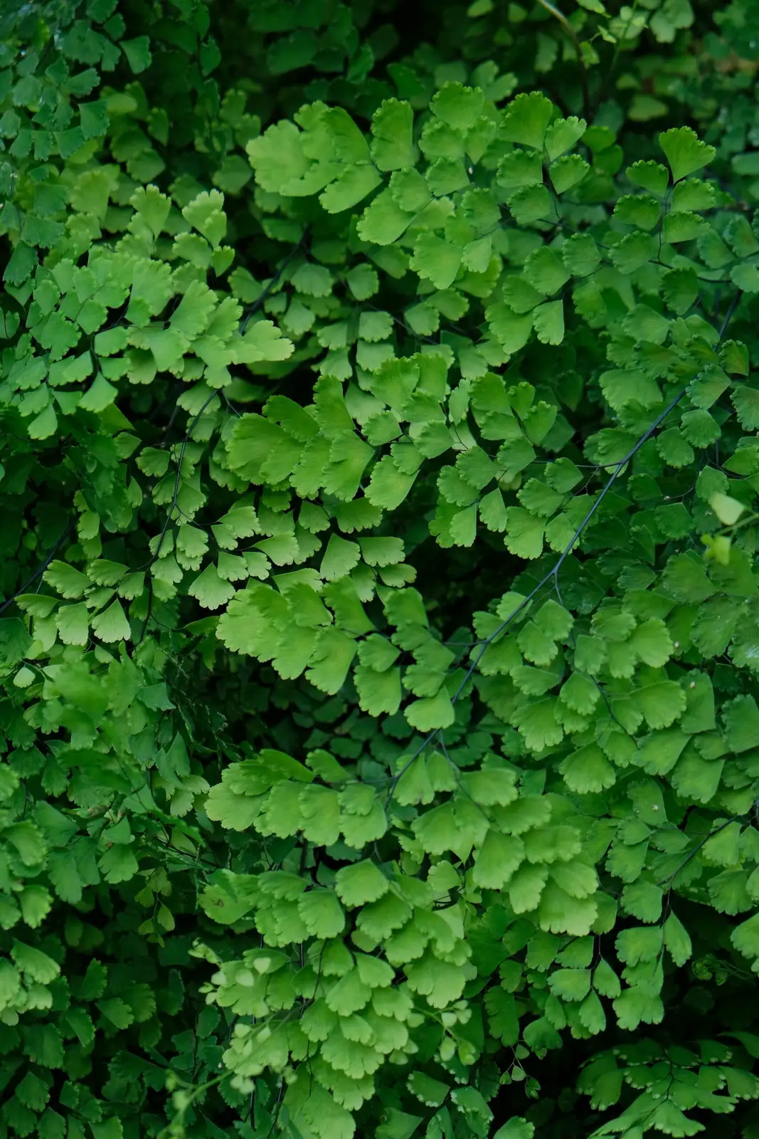 maidenhair fern morning mist spray