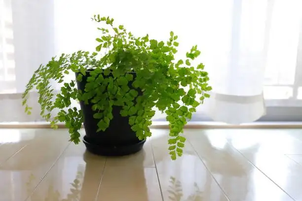 maidenhair fern potting mix drainage
