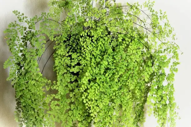 maidenhair fern bright indirect window