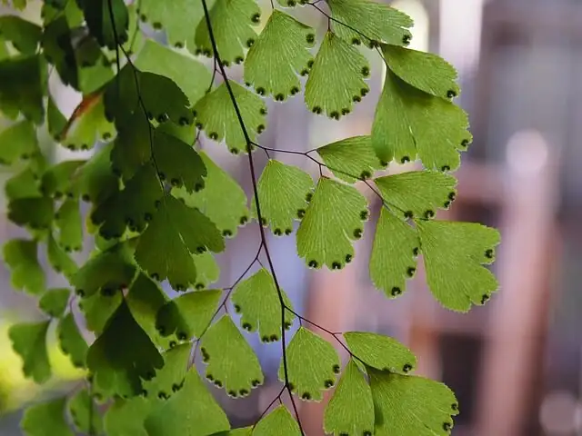 maidenhair fern with humidifier indoor