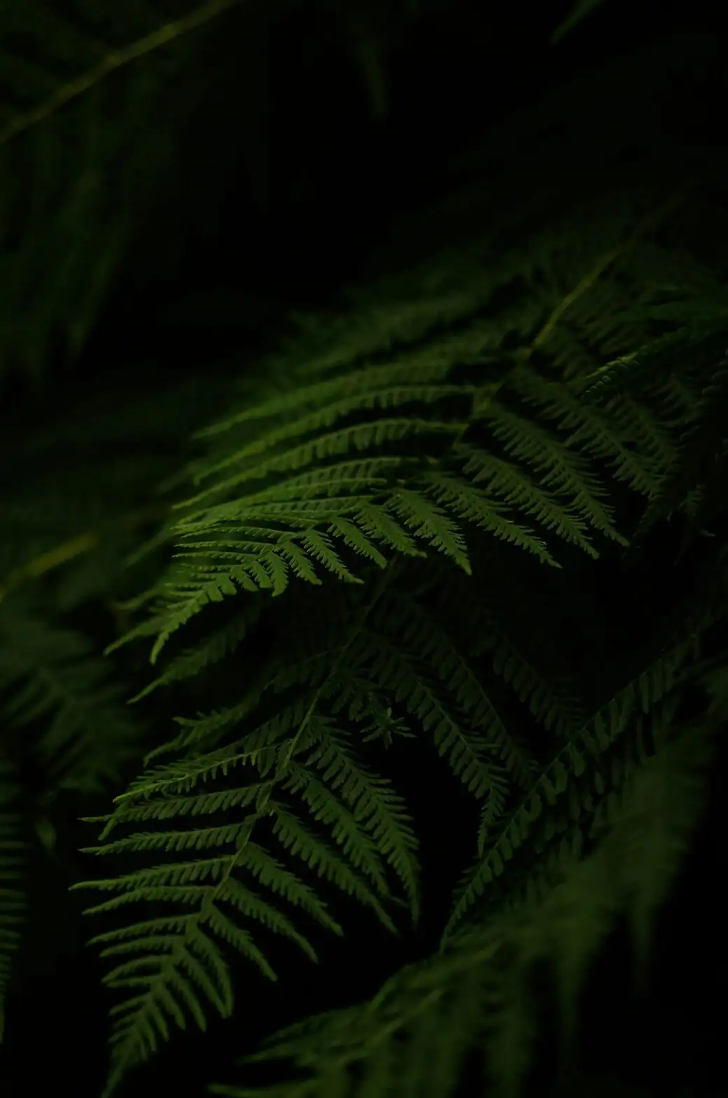 maidenhair fern black stems close-up