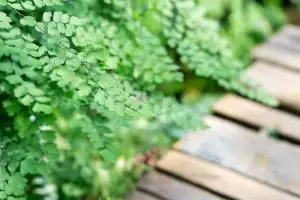 maidenhair fern hanging basket cat