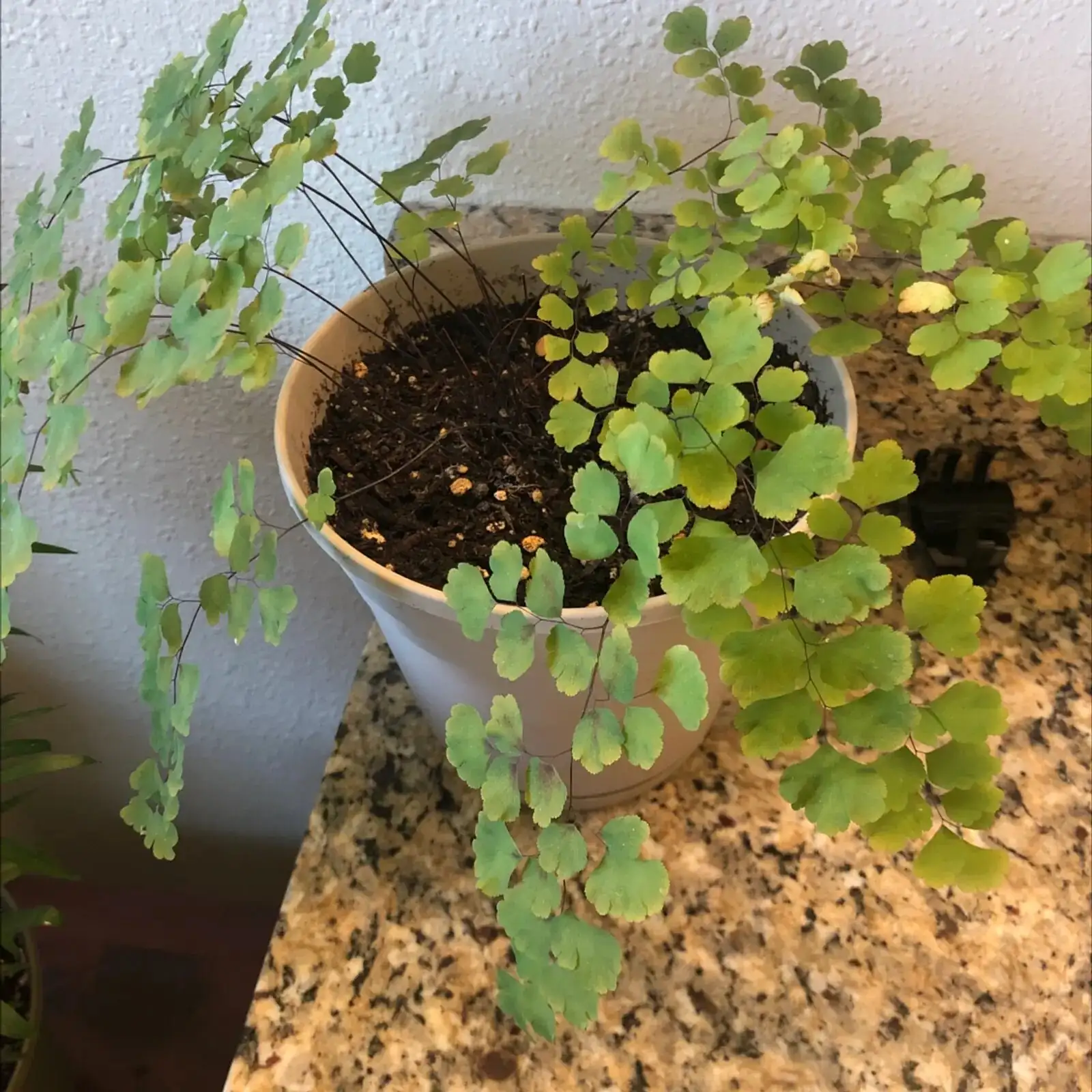 maidenhair fern repotting soil mix