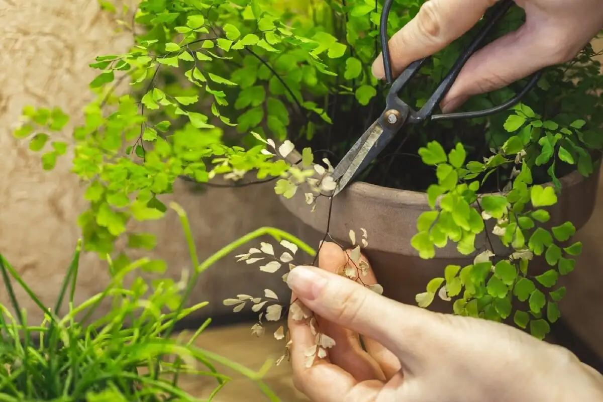 maidenhair fern pruning dead fronds
