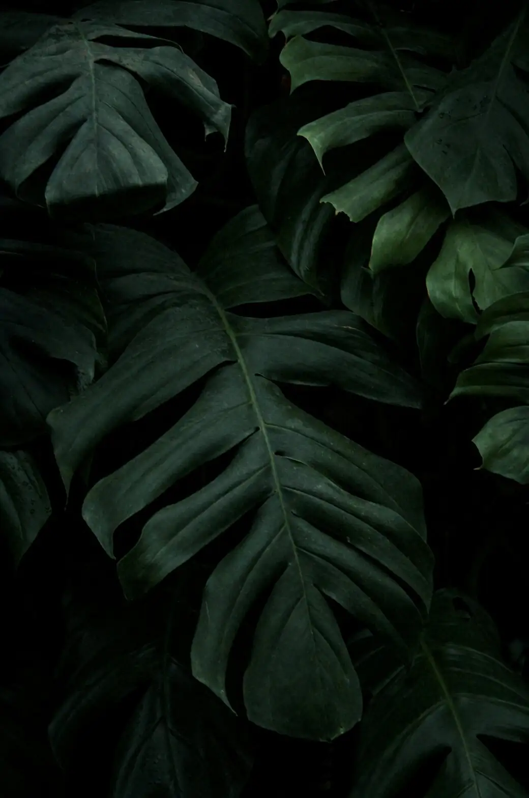 adiantum raddianum black stipe close up