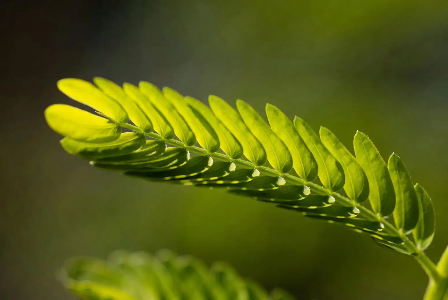pteris vittata sori leaf edge