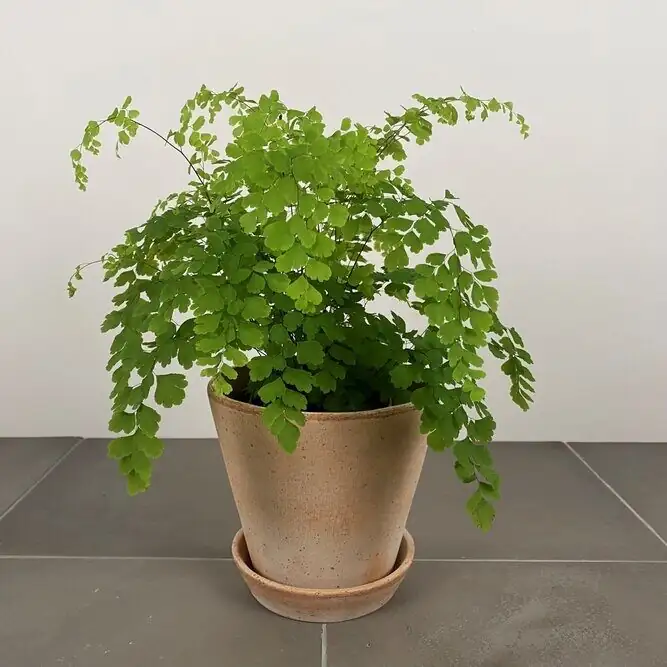 adiantum raddianum indoor living room pot