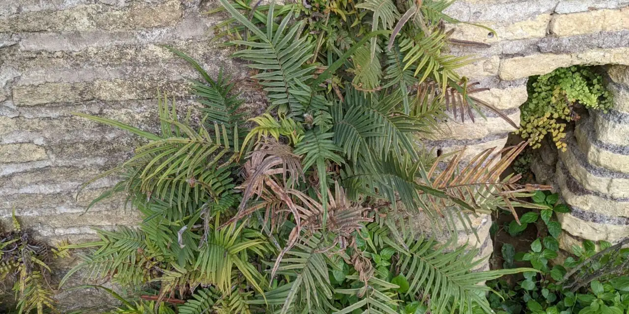 pteris vittata on stone wall