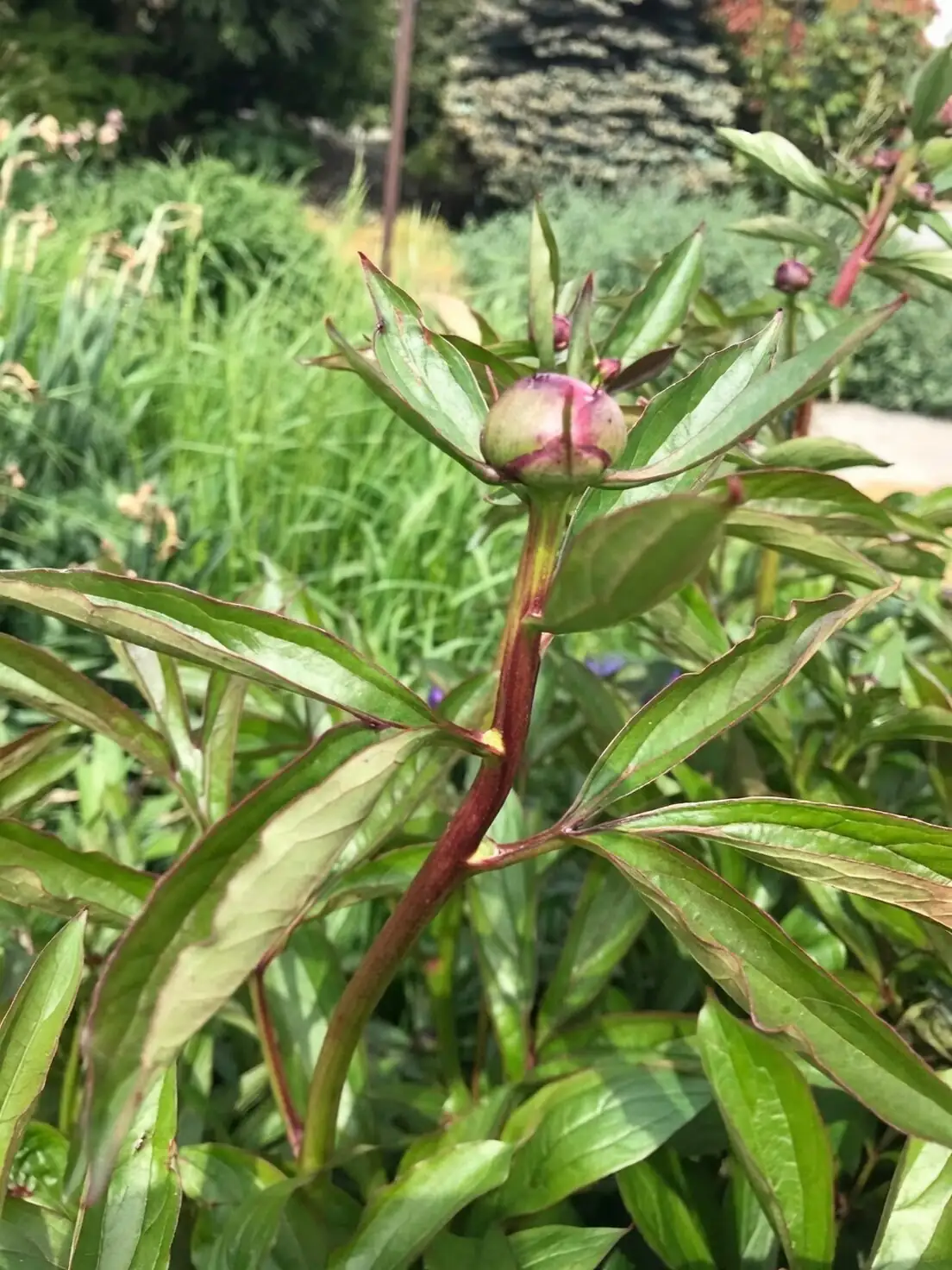 peony bud disbudding support stake