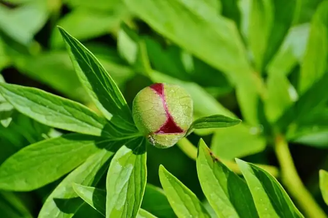 peony division planting buds level