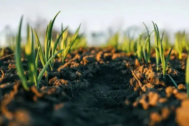peony red shoots emerging soil