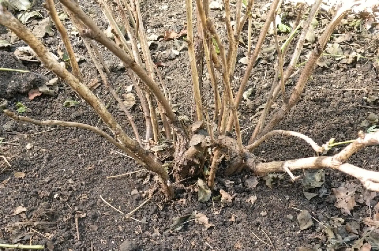 peony root division buds close-up