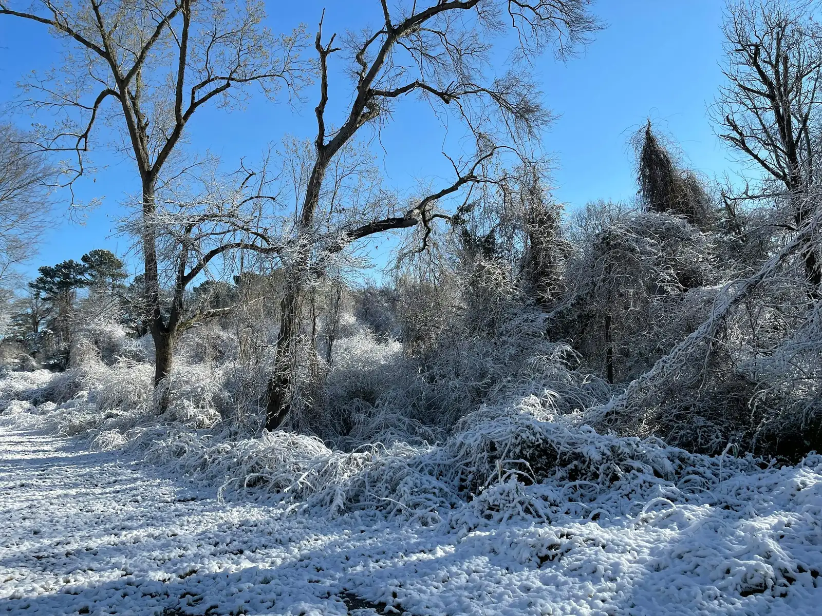 peony winter mulch straw snow