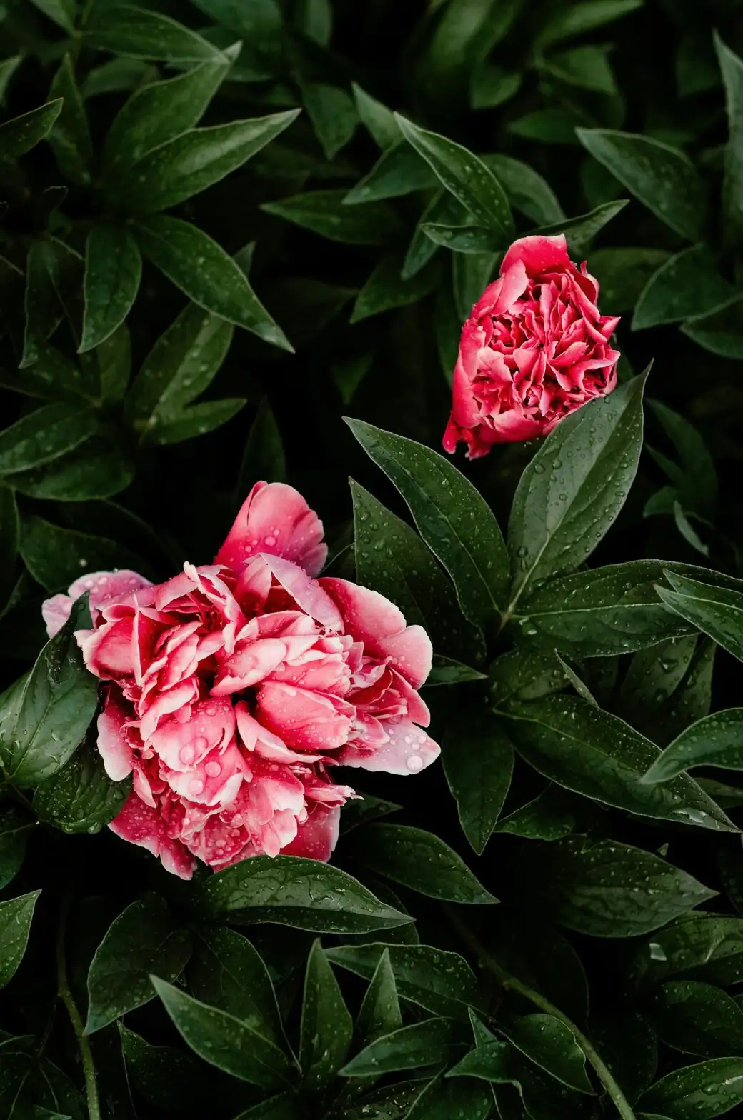 peony drooping leaves close-up