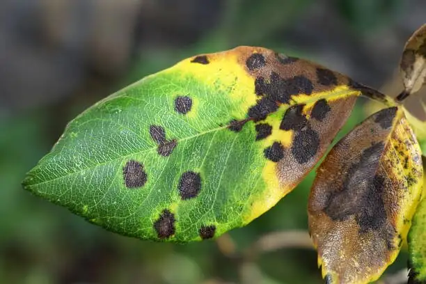 peony leaf black spots close-up