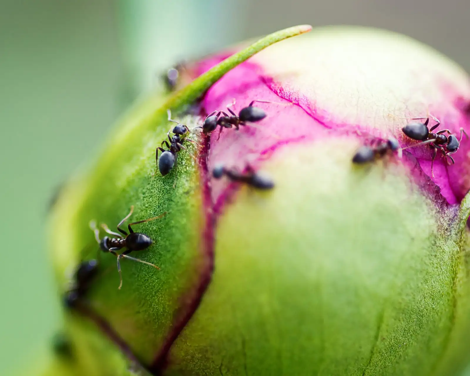 peony bud aphids close-up